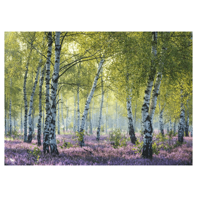 Ravensburger Rompecabezas 12000117 Bosque De Abedules 1000 Piezas