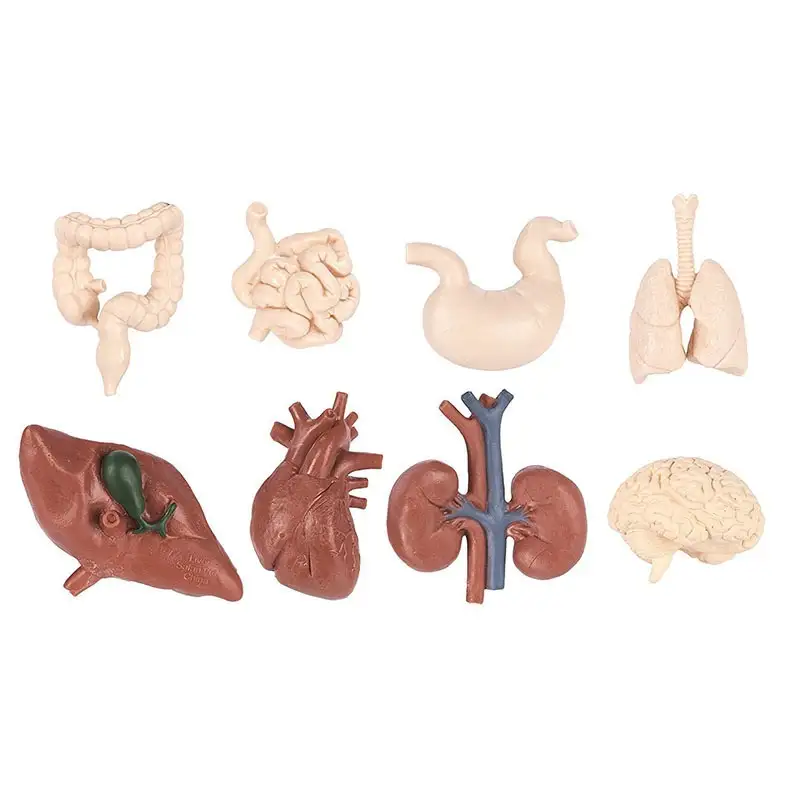Safari Toobs 689304 Human Organs
