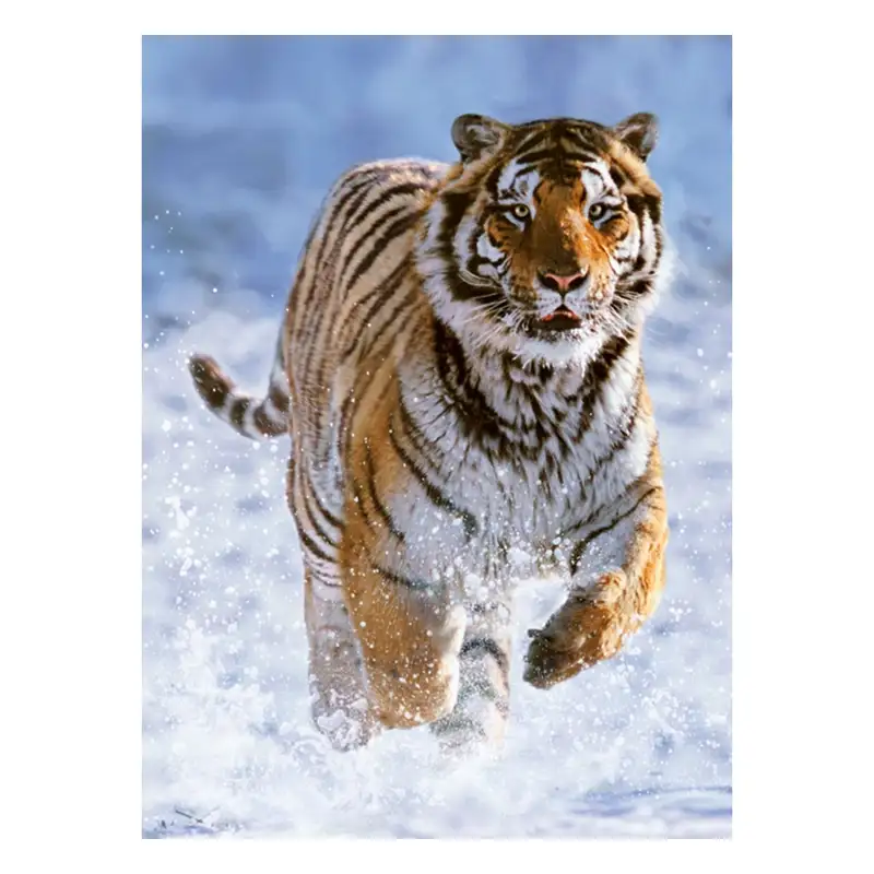 Ravensburger Rompecabezas 12000148 Tigre En Invierno 500 Piezas