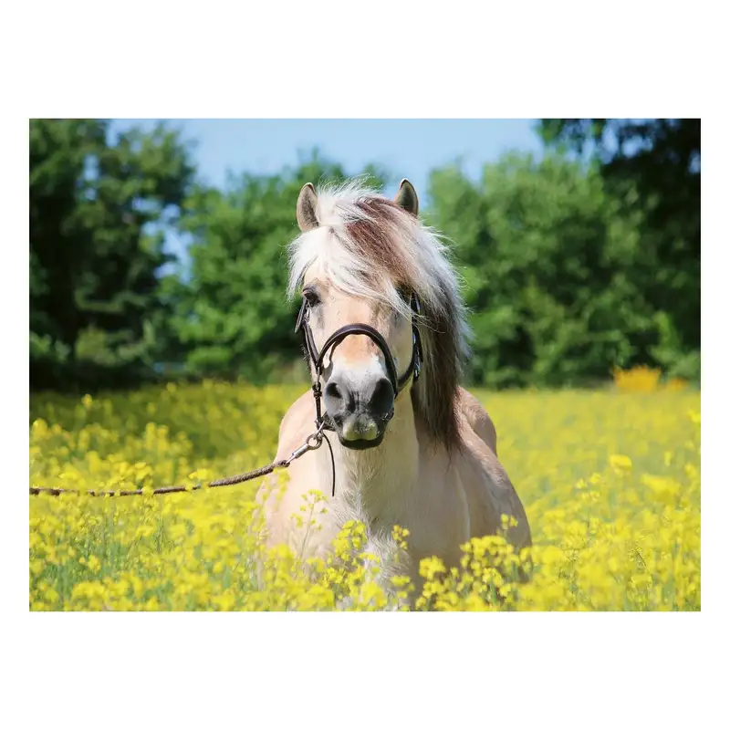 Ravensburger Rompecabezas 12000210 Caballo Blanco