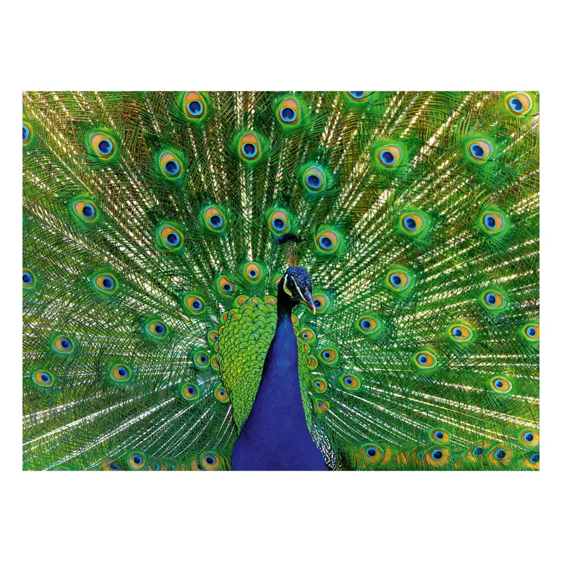 Ravensburger Rompecabezas 12001332 Pavo Real 500 Piezas