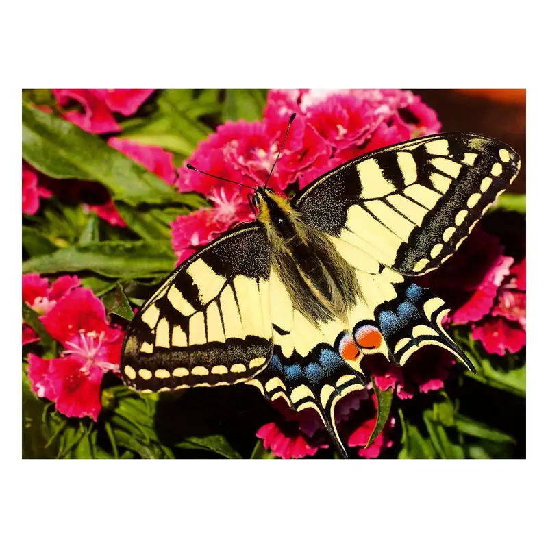 Ravensburger Rompecabezas 12001335 Mariposa 500 Piezas